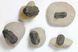 Lot: Assorted Devonian Trilobites - Pieces #119719-2